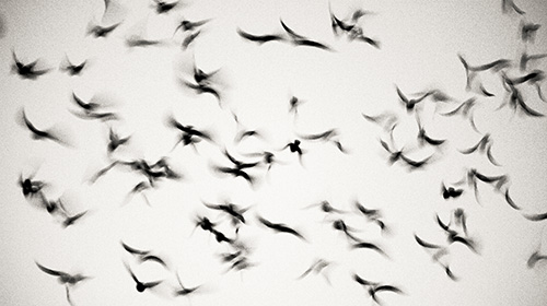 Control de insectos y aves